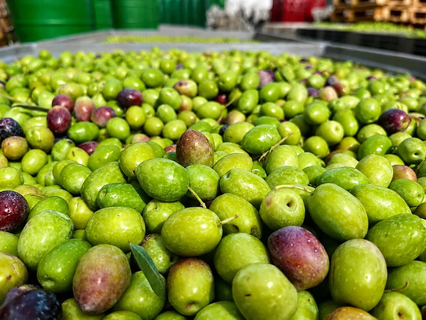 Close view of freshly harvested green olives in a crate