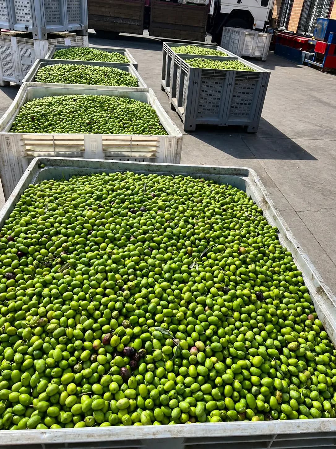 Olive crates prepared for storage